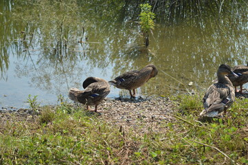 ducks on the lake