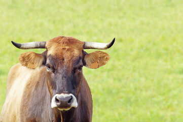beautiful cow grazing in green field  ,  beef and milk cattle