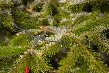 Fototapeta premium Close up of Christmas tree light in a Christmas tree