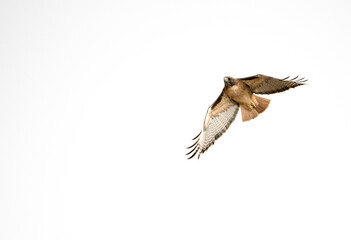 red tailed hawk in flight against a clear sky