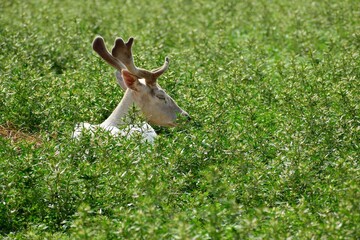 Young barren-ground caribou albino chill in the green field with tall grass.