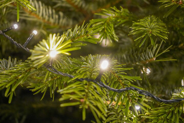 Close up of Christmas tree light in a Christmas tree