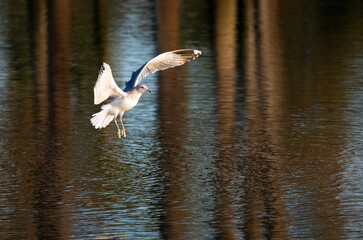 A ring billed gull landing in a pond in southernCalifornia