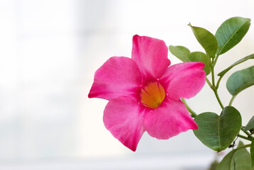 pink flower and green leaves isolated against white background