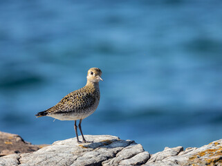 Strolling along the Cantabrian coast watching birds: Gray heron, golden plovers