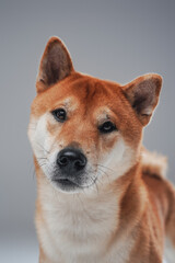 Portrait of japanese purebred puppy against gray background