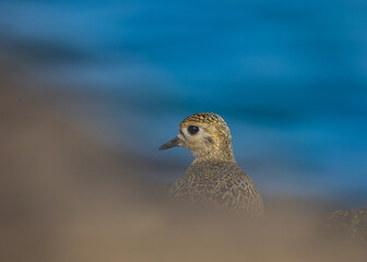 Strolling along the Cantabrian coast watching birds: Gray heron, golden plovers