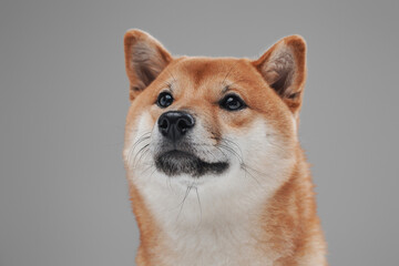 Cute and fluffy dog shiba inu breed against white background