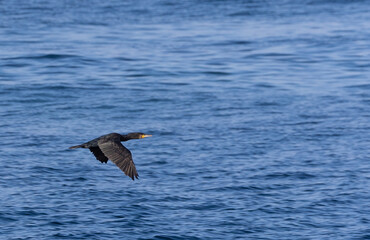 Strolling along the Cantabrian coast watching birds: Gray heron, golden plovers