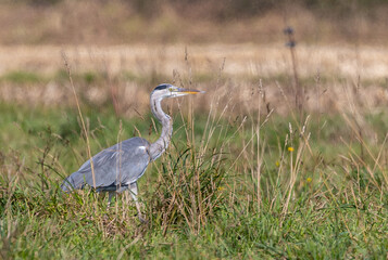 Strolling along the Cantabrian coast watching birds: Gray heron, golden plovers