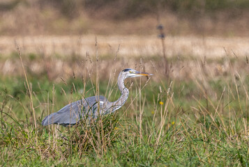 Strolling along the Cantabrian coast watching birds: Gray heron, golden plovers