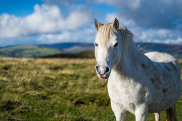 Fototapeta premium wild white horse in the field