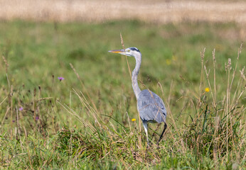 Strolling along the Cantabrian coast watching birds: Gray heron, golden plovers