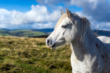 Obraz na płótnie Canvas portrait of a wild white horse on the meadow