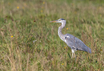 Strolling along the Cantabrian coast watching birds: Gray heron, golden plovers
