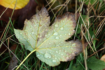 Widok na piękny jesienny liść z kroplami wody rosy.  - obrazy, fototapety, plakaty