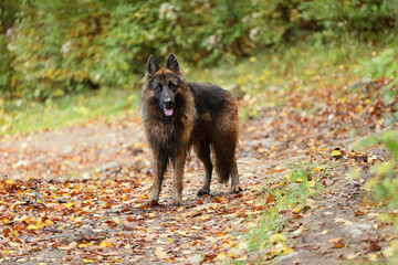 Mokry Piękny pies wilczur niemiecki podczas zabawy w lesie. - obrazy, fototapety, plakaty
