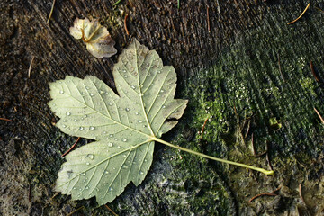 Widok na piękny jesienny liść z kroplami wody rosy.  - obrazy, fototapety, plakaty