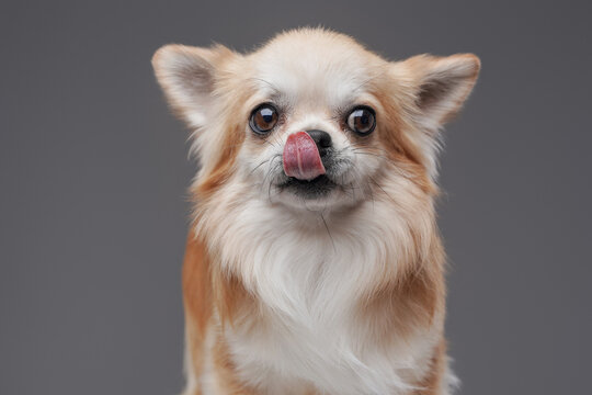 Fluffy adorable chihuahua dog with peach white fur