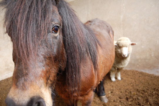 oveja escondida detras de caballo en una granja