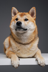 Adorable japanese dog with beige fur posing on white table