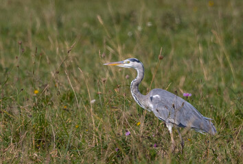 Strolling along the Cantabrian coast watching birds: Gray heron, golden plovers