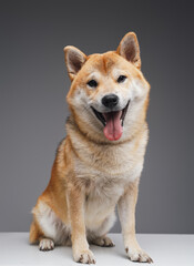Beautiful japanese doggy with beige fur against gray background
