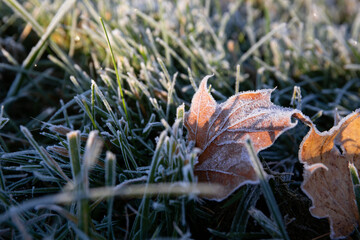First morning frost on green grass and dry fallen maple leaves. Close-up. Copy space. Late autumn. Weather forecast background. Nature detail. Winter. Top view. Garden cleaning
