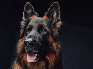 Cheerful dark brown belgian shepherd against dark background