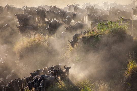 Incredible lighting as wildebeest trample down a cliff into a raging river during one of natures biggest spectacles, the Great Migration of Africa. Shot on the dust banks of the Mara river in Kenya. 