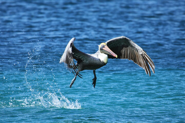 Brown pelican in flight, Carriacou Island, Grenada.