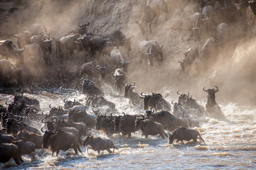 Incredible lighting as wildebeest trample down a cliff into a raging river during one of natures...