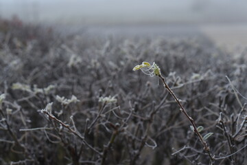 Autumn morning. The first frosts. The branches and leaves of the leaves were beautifully covered with frost, even the cobwebs were covered with frozen dew drops.