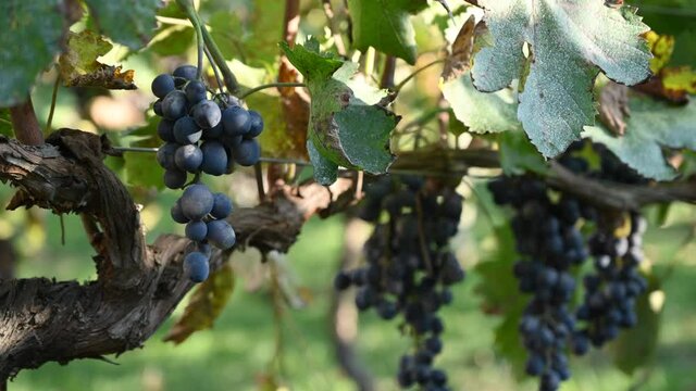 Black grapes on a vineyard in Moldova
