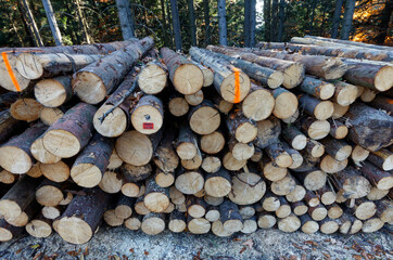 Stos kłód drewnianych podczas sezonowania w lesie - obrazy, fototapety, plakaty