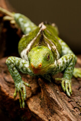 Fijian crested iguana (Brachylophus vitiensis) on Viti Levu Island, Fiji