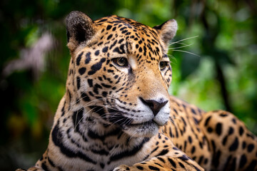 Fototapeta na wymiar Portrait d'un male jaguar, Belize zoo
