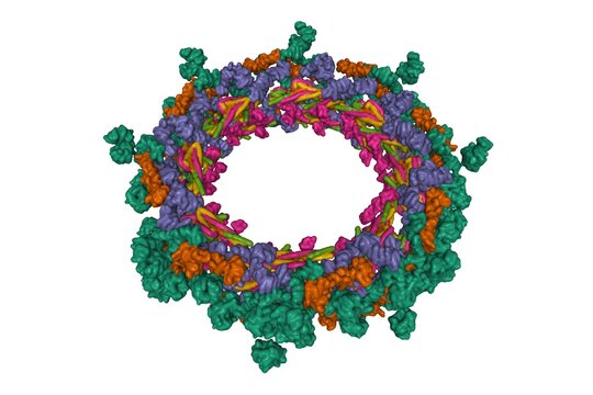 Composite Structure Of The Inner Ring Of The Human Nuclear Pore Complex (32 Copies Of Nup205). 3D Gaussian Surface Model, Different Proteins Color Scheme, PDB 5ijn, White Background