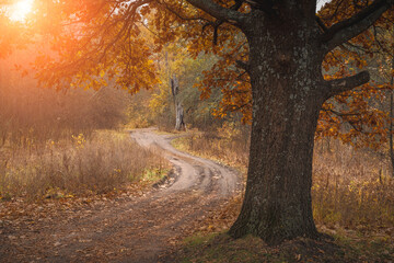 Road in a majestic oak forest