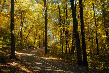 Autumn landscape in a city pack with trees with yellow foliage.