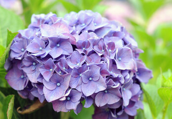 Purple flowers close up