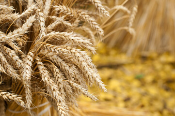 Ripe wheat close up.