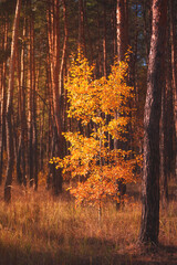 Yellow autumn tree in a deep forest