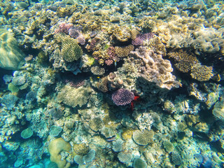 Coral reef off the coast of Gee island in Ouvea lagoon, Loyalty Islands, New Caledonia