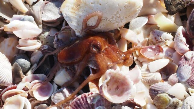 A Dwarf Octopus ( Octopus joubini) crawling across shell hash on a Florida beach after a strong storm on the Gulf of Mexico.
