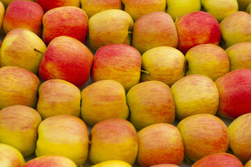 Ripe apples lie in rows