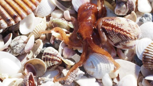 A Dwarf Octopus ( Octopus joubini) crawling across shell hash on a Florida beach after a strong storm on the Gulf of Mexico.
