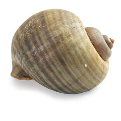 On white background an empty grape snail shell. Europe largest snail
