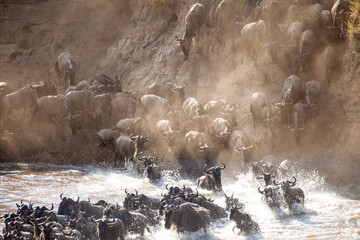 Incredible lighting as wildebeest trample down a cliff into a raging river during one of natures...