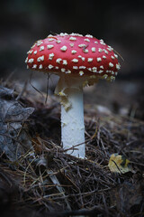 Fly Agaric (Amanita Muscaria) Mushroom © Oliver